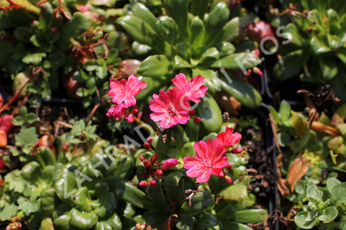 Levisie 'Elise Ruby Red' - Lewisia x cotyledon 'Elise Ruby Red'