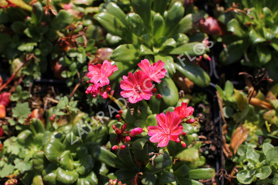 Levisie 'Elise Ruby Red' - Lewisia x cotyledon 'Elise Ruby Red'