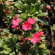 Levisie 'Elise Ruby Red' - Lewisia x cotyledon 'Elise Ruby Red'