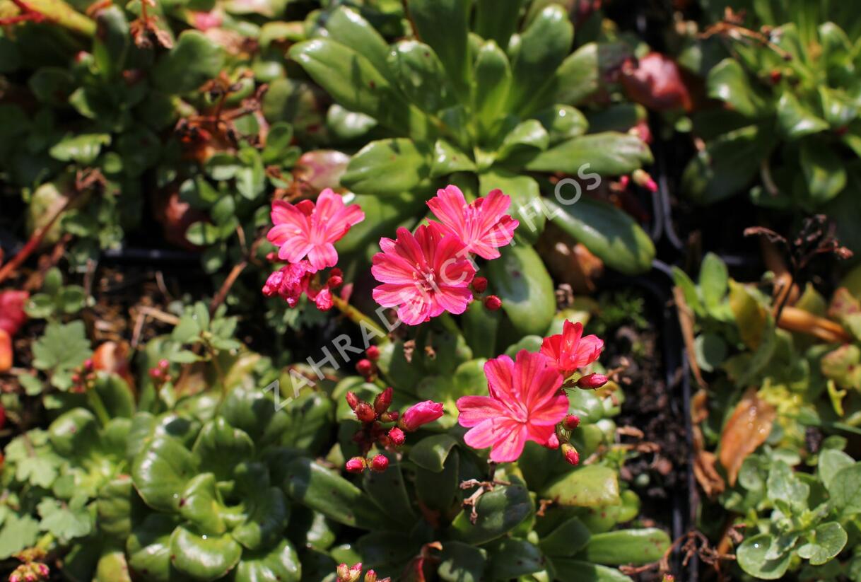 Levisie 'Elise Ruby Red' - Lewisia x cotyledon 'Elise Ruby Red'