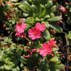 Levisie 'Elise Ruby Red' - Lewisia x cotyledon 'Elise Ruby Red'