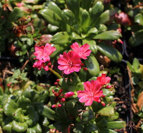 Levisie 'Elise Ruby Red' - Lewisia x cotyledon 'Elise Ruby Red'