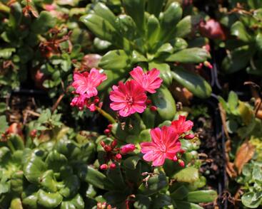 Levisie 'Elise Ruby Red'