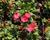 Levisie 'Elise Ruby Red'