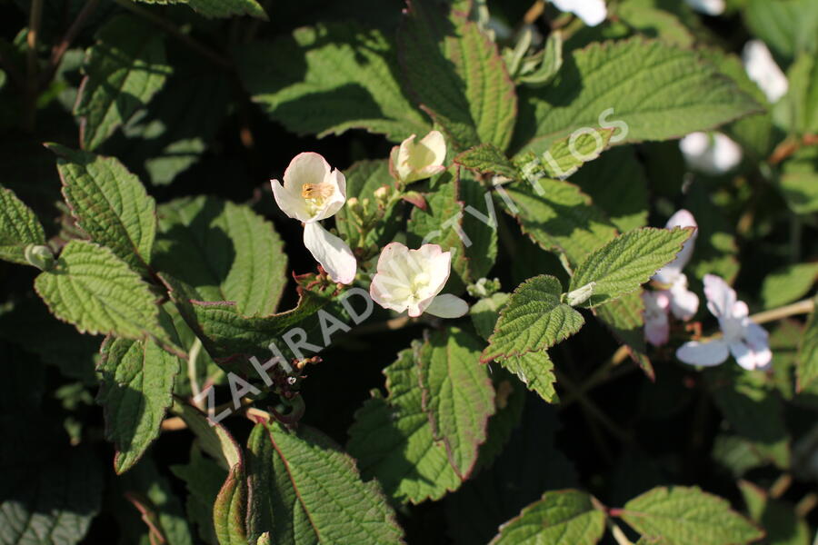 Kalina japonská 'Pinkimono' - Viburnum plicatum 'Pinkimono'