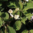 Kalina japonská 'Pinkimono' - Viburnum plicatum 'Pinkimono'