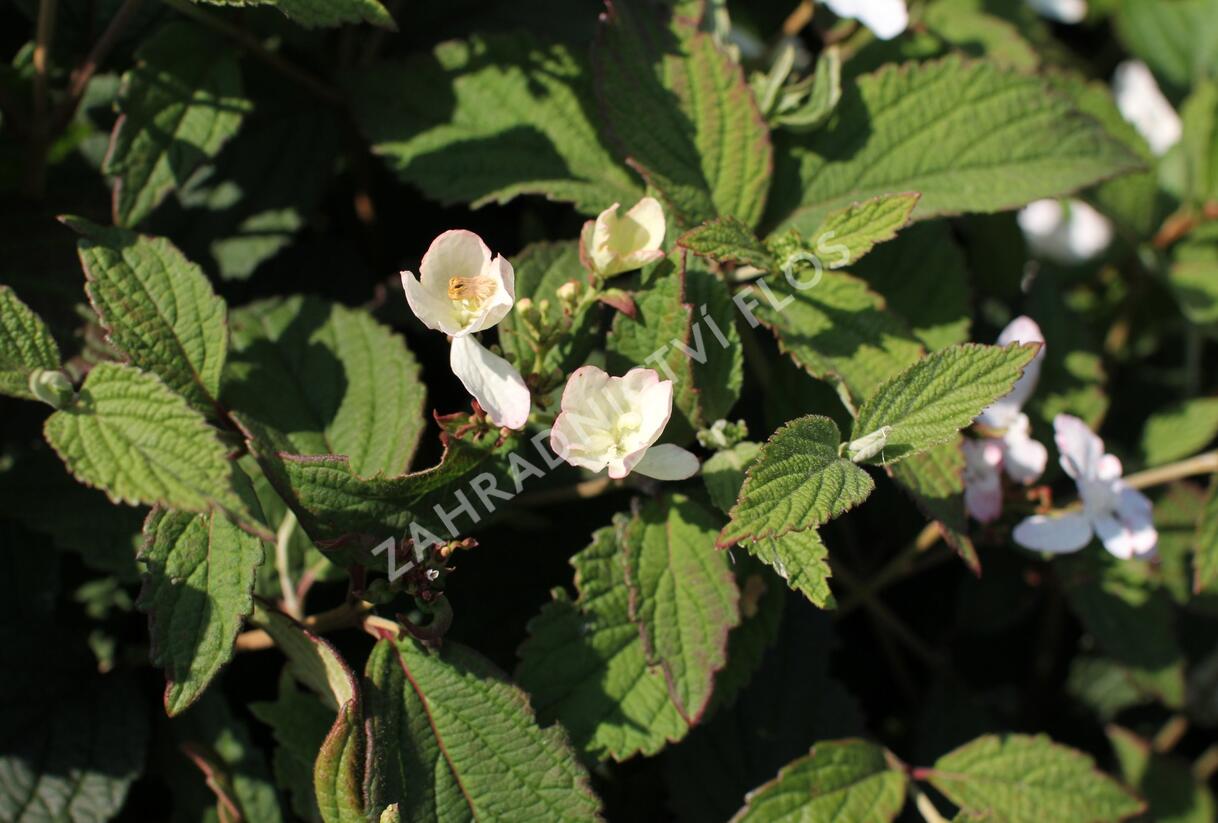 Kalina japonská 'Pinkimono' - Viburnum plicatum 'Pinkimono'
