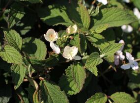 Kalina japonská 'Pinkimono' - Viburnum plicatum 'Pinkimono'