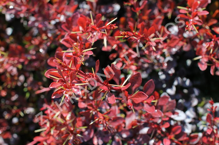 Dřišťál Thunbergův 'Carmen' - Berberis thunbergii 'Carmen'