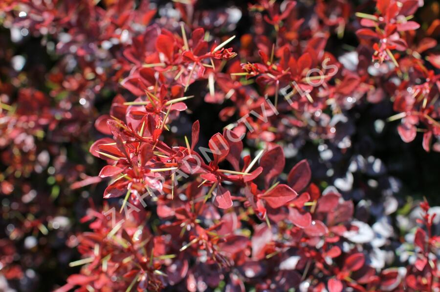 Dřišťál Thunbergův 'Carmen' - Berberis thunbergii 'Carmen'