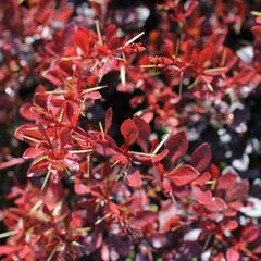 Dřišťál Thunbergův 'Carmen' - Berberis thunbergii 'Carmen'