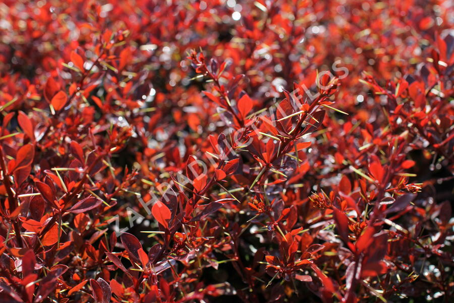 Dřišťál Thunbergův 'Carmen' - Berberis thunbergii 'Carmen'
