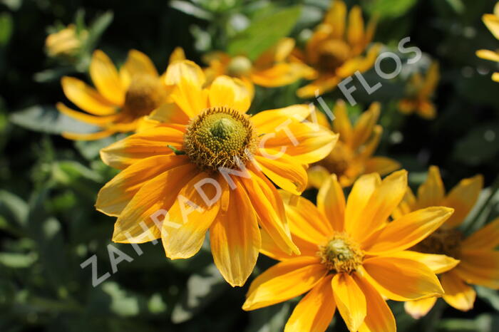 Třapatka 'Summerdaisy's Green Sun' - Rudbeckia hybrida 'Summerdaisy's Green Sun'