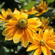 Třapatka 'Summerdaisy's Green Sun' - Rudbeckia hybrida 'Summerdaisy's Green Sun'