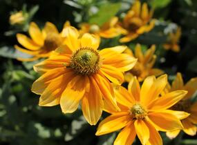 Třapatka 'Summerdaisy's Green Sun' - Rudbeckia hybrida 'Summerdaisy's Green Sun'