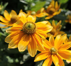 Třapatka 'Summerdaisy's Green Sun' - Rudbeckia hybrida 'Summerdaisy's Green Sun'