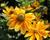 Třapatka 'Summerdaisy's Green Sun'