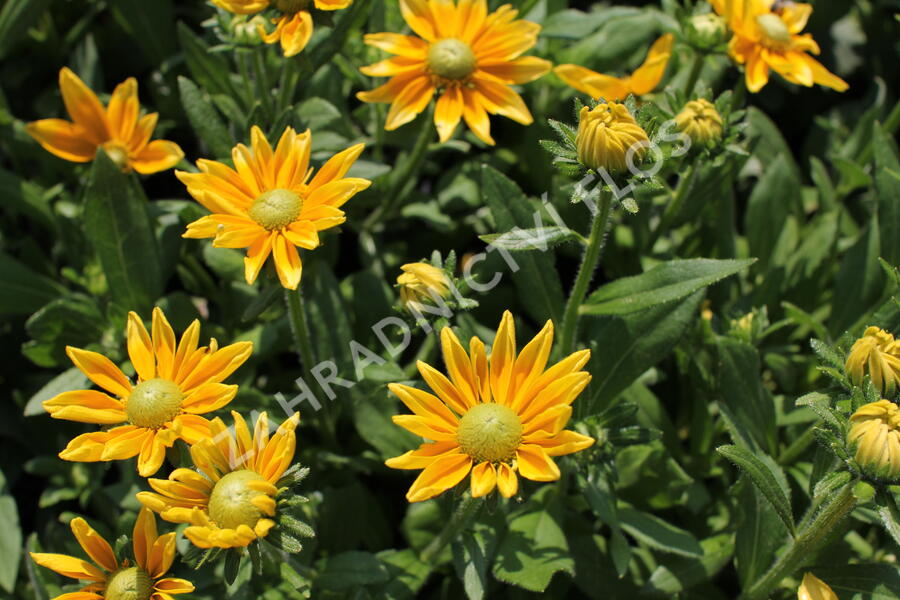 Třapatka 'Summerdaisy's Green Sun' - Rudbeckia hybrida 'Summerdaisy's Green Sun'