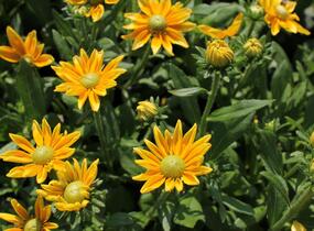 Třapatka 'Summerdaisy's Green Sun' - Rudbeckia hybrida 'Summerdaisy's Green Sun'