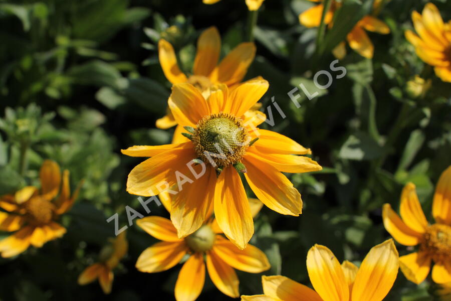 Třapatka 'Summerdaisy's Green Sun' - Rudbeckia hybrida 'Summerdaisy's Green Sun'