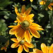 Třapatka 'Summerdaisy's Green Sun' - Rudbeckia hybrida 'Summerdaisy's Green Sun'