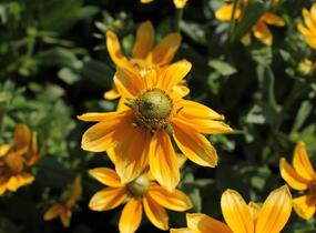 Třapatka 'Summerdaisy's Green Sun' - Rudbeckia hybrida 'Summerdaisy's Green Sun'