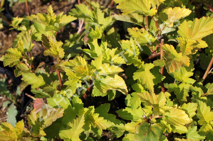 Tavola kalinolistá 'Magic Ball' - Physocarpus opulifolius 'Magic Ball'