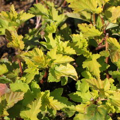Tavola kalinolistá 'Magic Ball' - Physocarpus opulifolius 'Magic Ball'