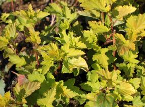 Tavola kalinolistá 'Magic Ball' - Physocarpus opulifolius 'Magic Ball'
