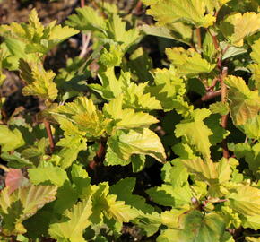 Tavola kalinolistá 'Magic Ball' - Physocarpus opulifolius 'Magic Ball'