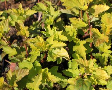 Tavola kalinolistá 'Magic Ball'