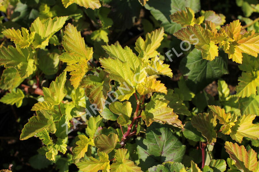Tavola kalinolistá 'Magic Ball' - Physocarpus opulifolius 'Magic Ball'