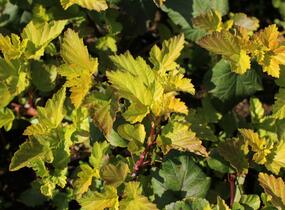 Tavola kalinolistá 'Magic Ball' - Physocarpus opulifolius 'Magic Ball'