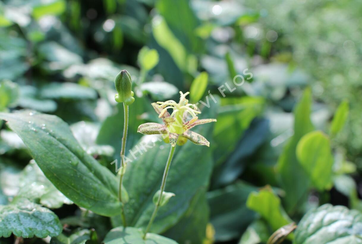 Liliovka latifolia - Tricyrtis latifolia
