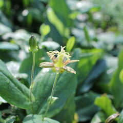 Liliovka latifolia - Tricyrtis latifolia