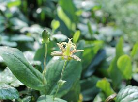 Liliovka latifolia - Tricyrtis latifolia