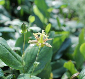 Liliovka latifolia - Tricyrtis latifolia