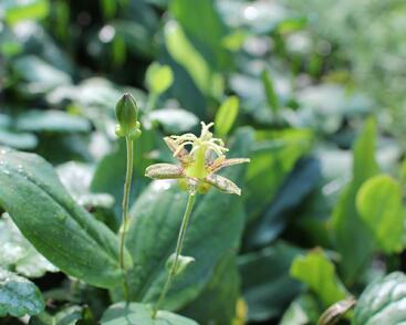 Liliovka latifolia