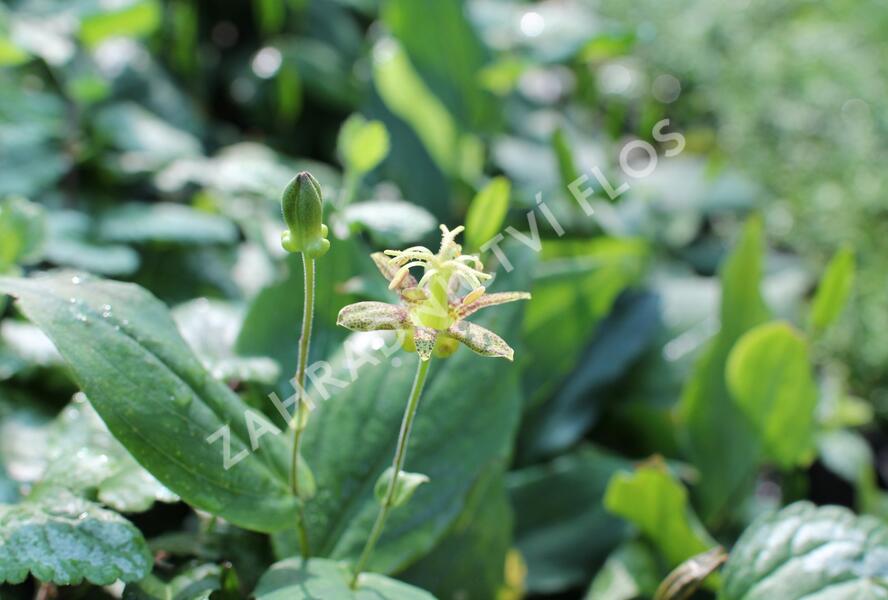 Liliovka latifolia - Tricyrtis latifolia
