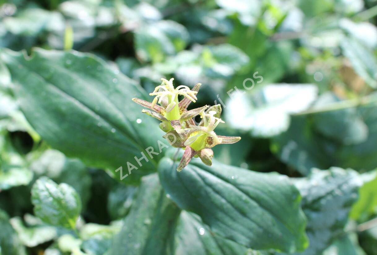 Liliovka latifolia - Tricyrtis latifolia