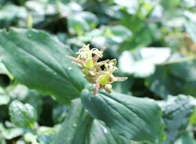 Liliovka latifolia - Tricyrtis latifolia
