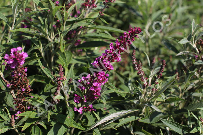 Motýlí keř, Komule Davidova 'Butterfly Tower' - Buddleja davidii 'Butterfly Tower'