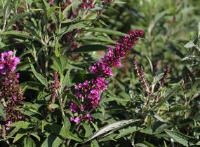 Motýlí keř, Komule Davidova 'Butterfly Tower' - Buddleja davidii 'Butterfly Tower'