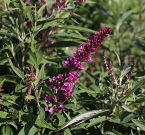 Motýlí keř, Komule Davidova 'Butterfly Tower' - Buddleja davidii 'Butterfly Tower'