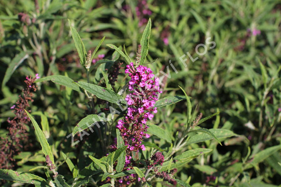 Motýlí keř, Komule Davidova 'Butterfly Tower' - Buddleja davidii 'Butterfly Tower'