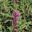 Motýlí keř, Komule Davidova 'Butterfly Tower' - Buddleja davidii 'Butterfly Tower'