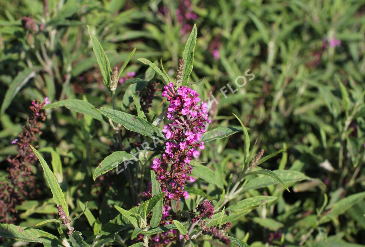Motýlí keř, Komule Davidova 'Butterfly Tower' - Buddleja davidii 'Butterfly Tower'