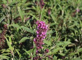 Motýlí keř, Komule Davidova 'Butterfly Tower' - Buddleja davidii 'Butterfly Tower'