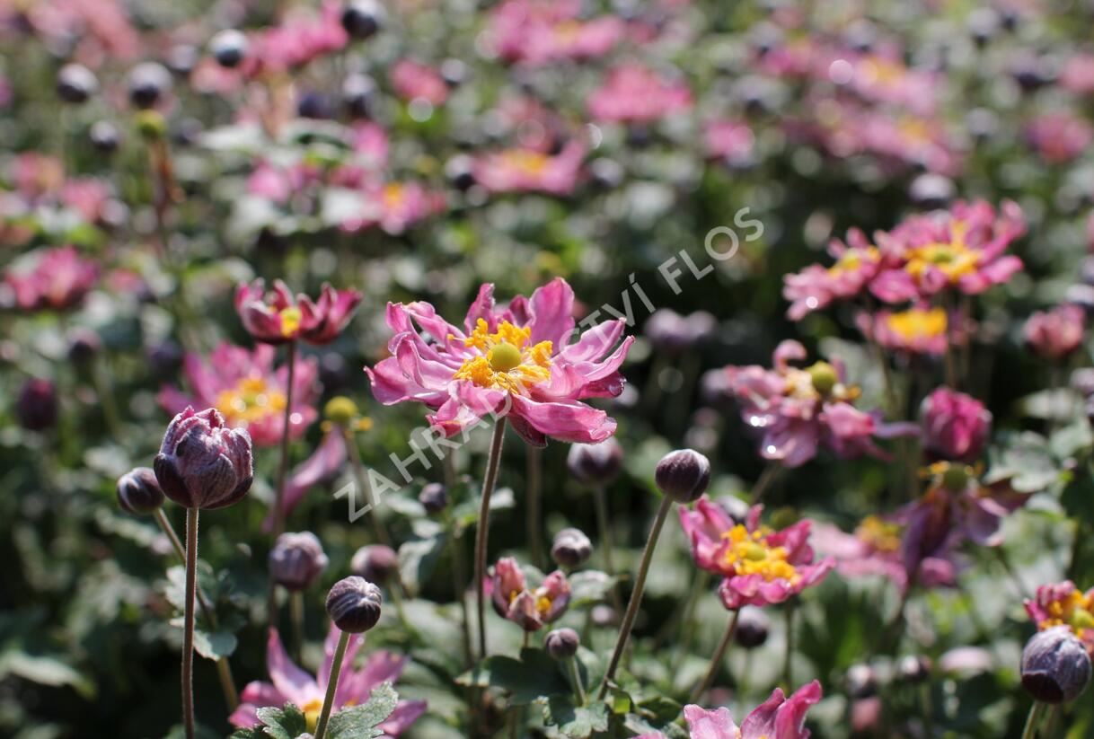 Sasanka hupejská 'Fantasy Pocahontas' - Anemone hupehensis 'Fantasy Pocahontas'