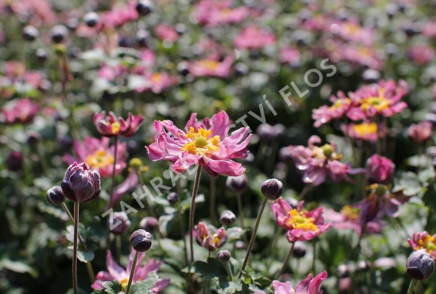 Sasanka hupejská 'Fantasy Pocahontas' - Anemone hupehensis 'Fantasy Pocahontas'